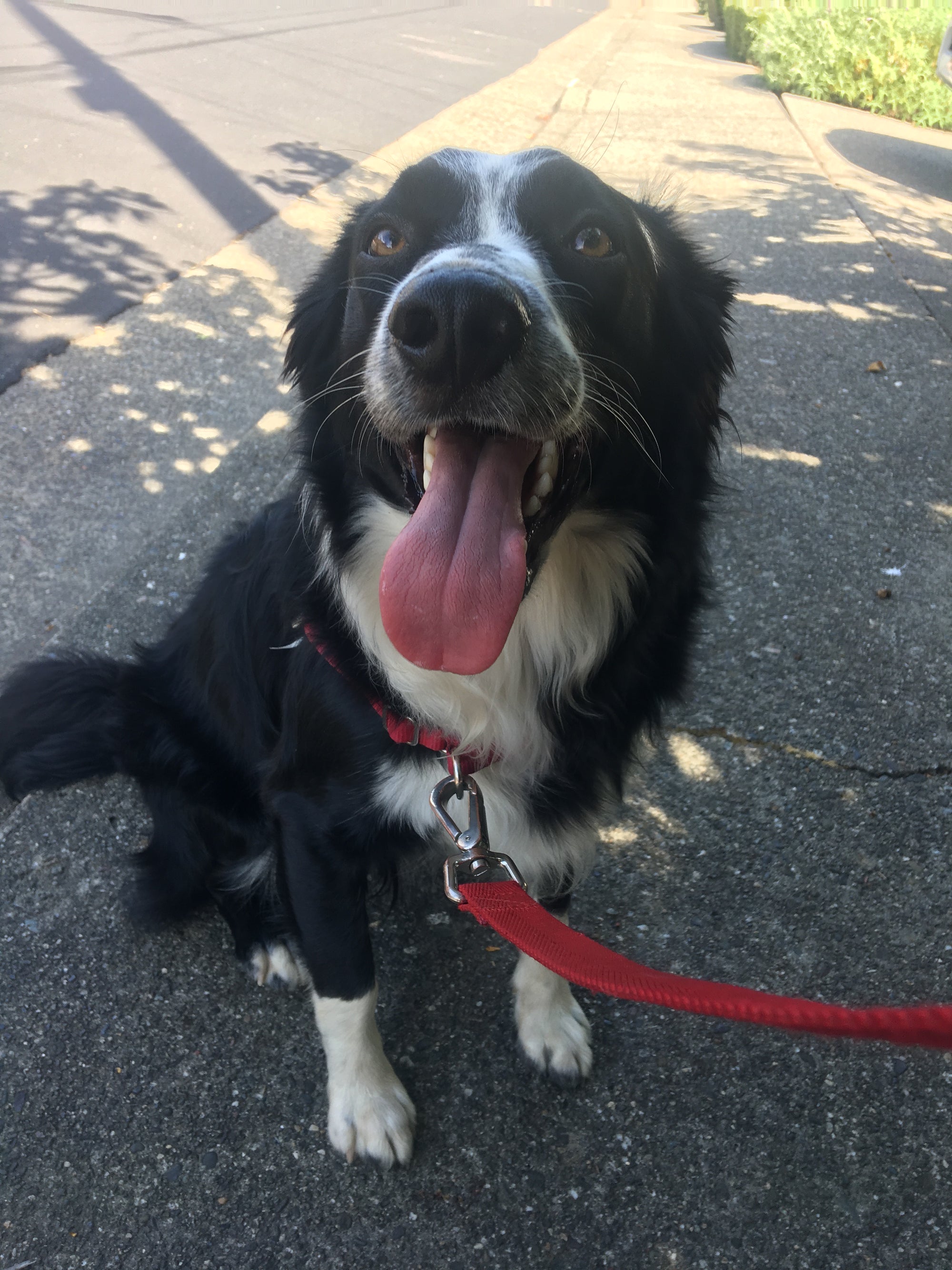 Neighborhood Walks